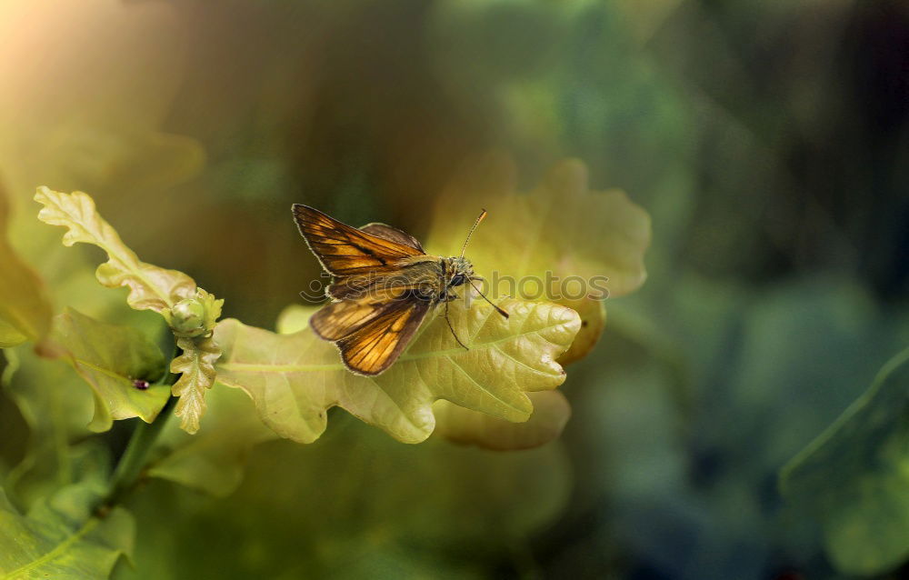 Similar – Image, Stock Photo Large Bee-Fly (Bombylius Major) Gathers Flower Pollen