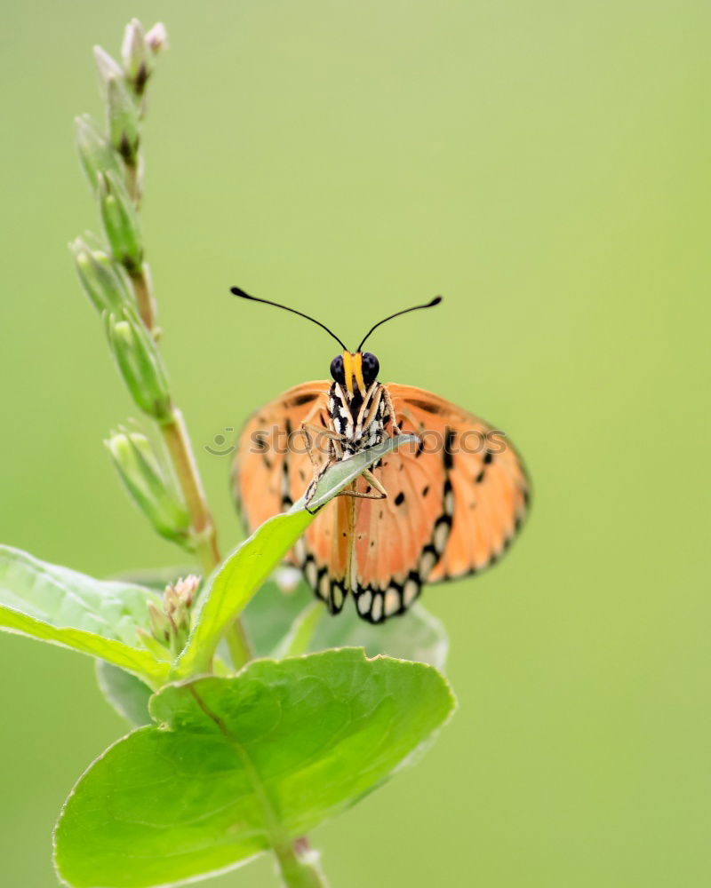 Similar – Butterfly on a leaf