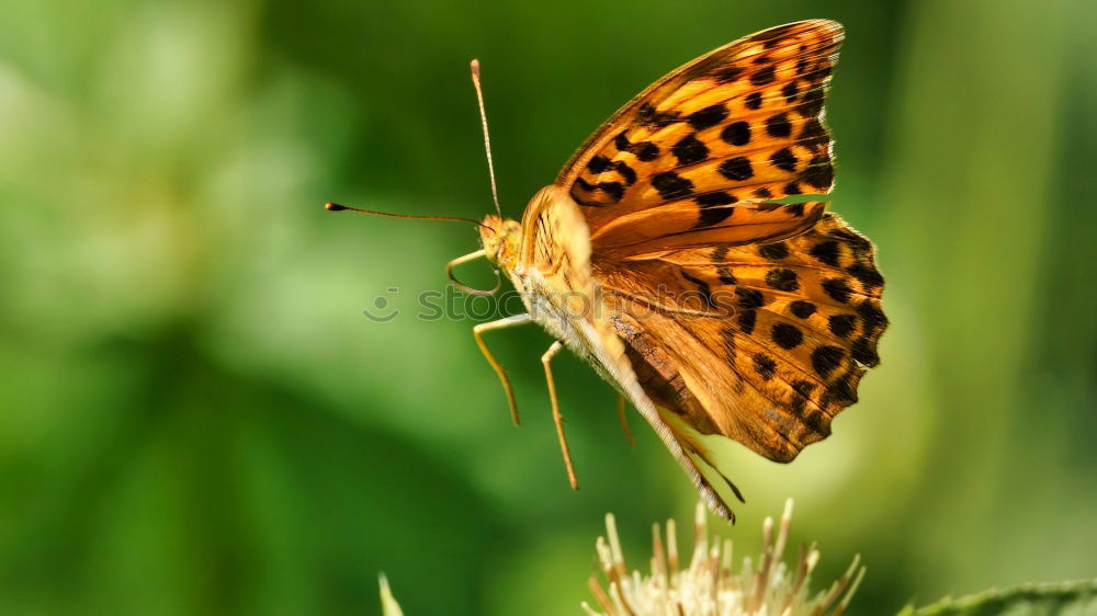 Similar – butterflies Nature Plant