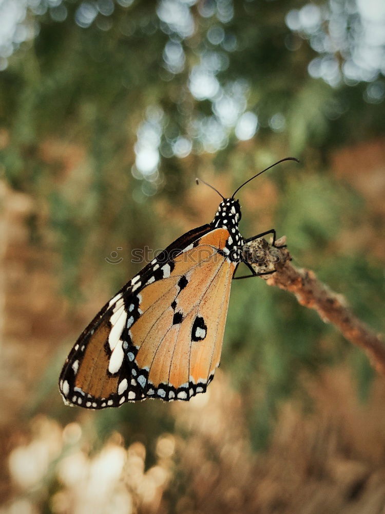 Similar – von Lind-ling und Schmetter-wurm