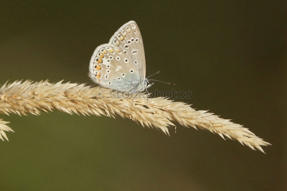 Similar – Image, Stock Photo butterfly Butterfly 1