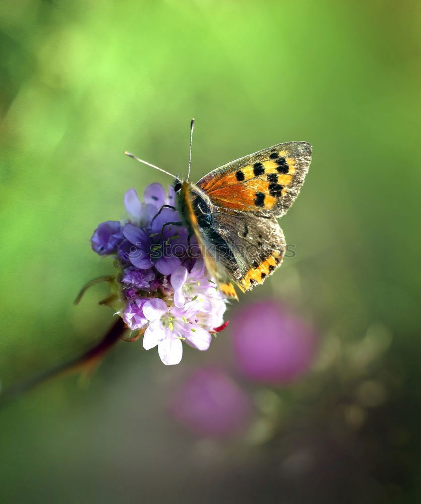 Similar – Zerschmetterling III