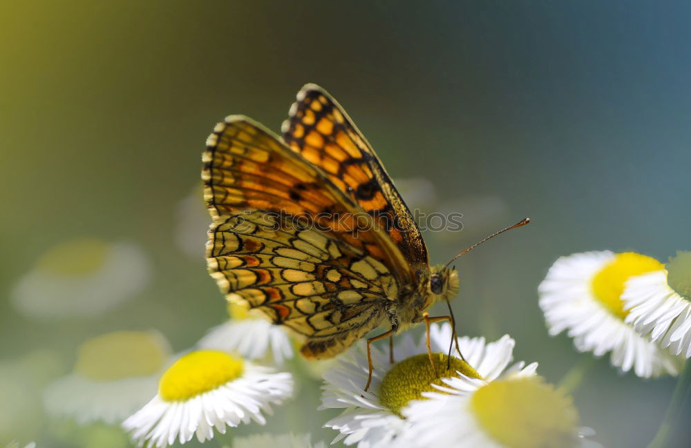 Similar – butterfly Nature Plant