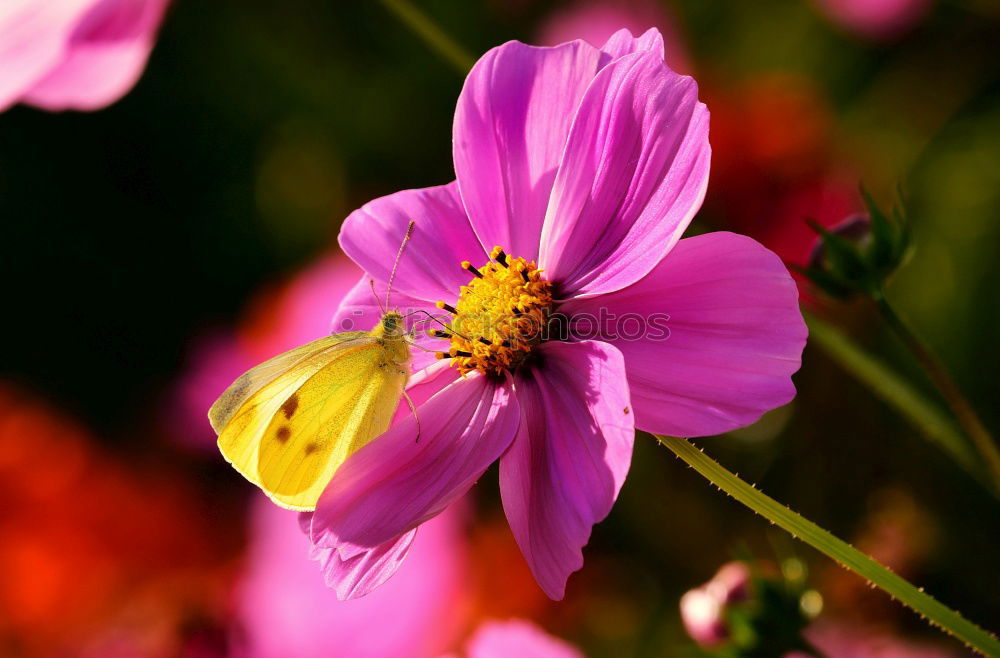 Similar – Snail in the flower field.