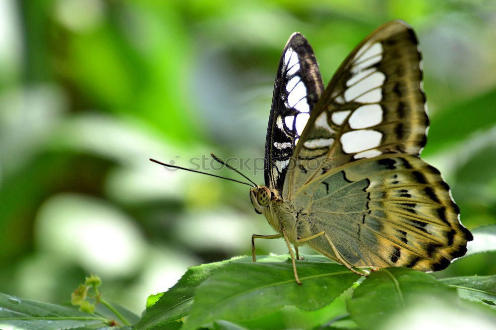 Similar – Image, Stock Photo butterflies Butterfly 1