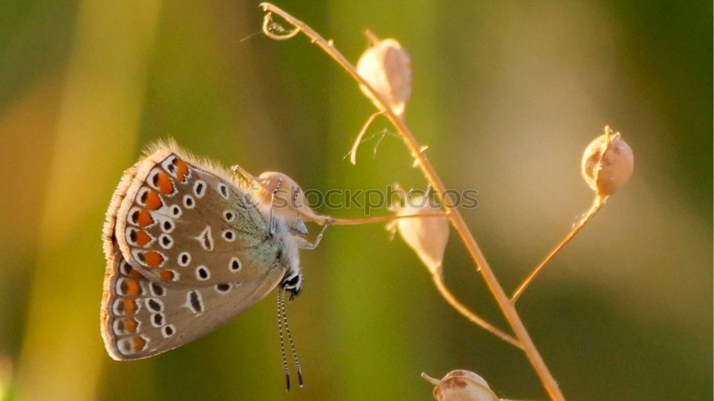 Similar – Image, Stock Photo butterfly Butterfly 1