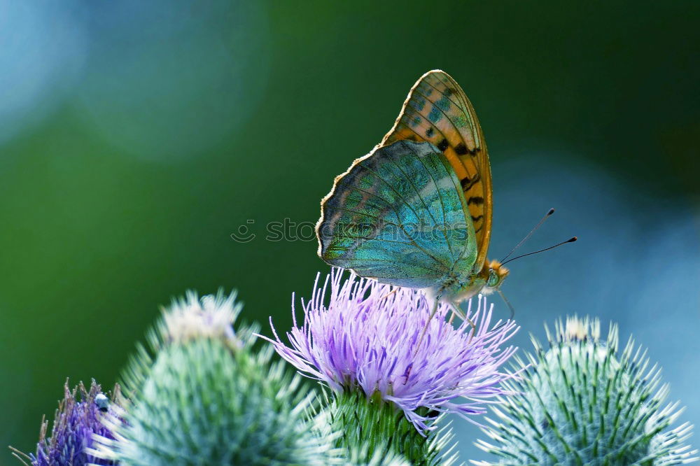 Similar – Image, Stock Photo favourite flower