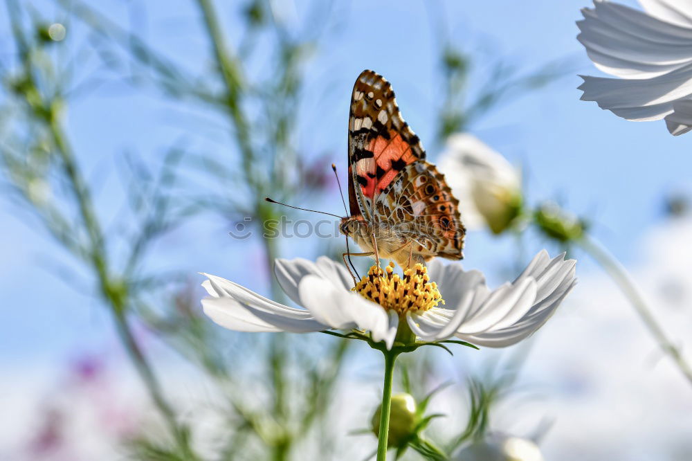 Similar – back to summer! Plant