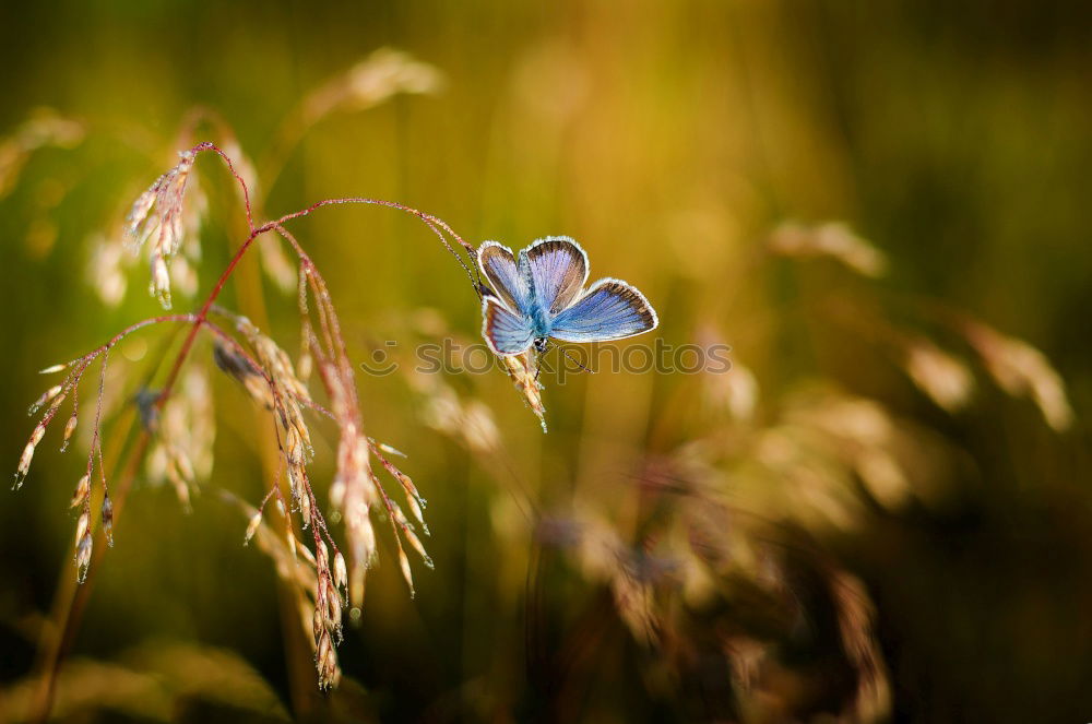 Similar – Image, Stock Photo flowering crocus