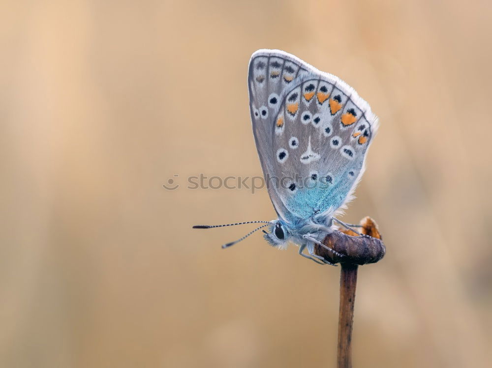 Similar – Image, Stock Photo foggy grey Nature Summer