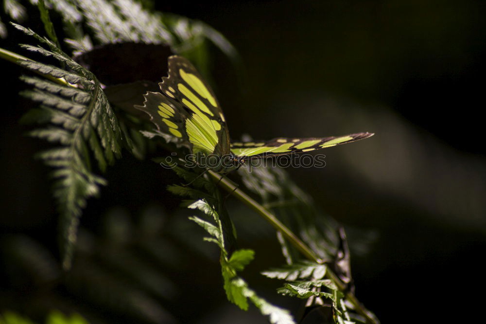 Similar – Busch mit weißen Blüten im Frühling