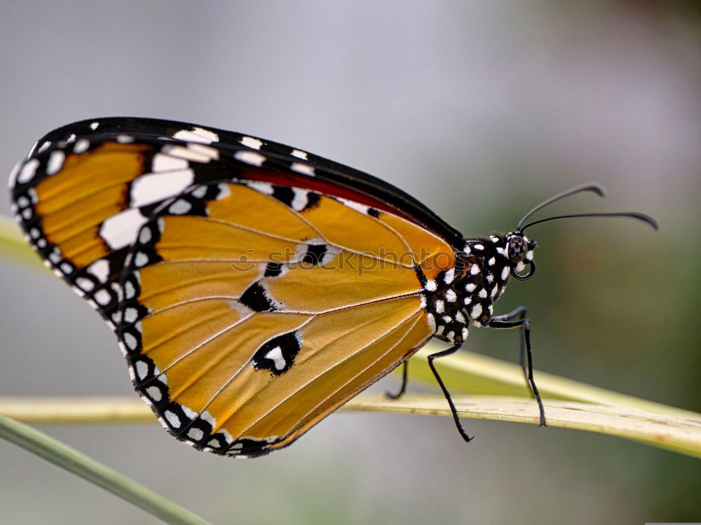 Similar – Frau Schmetterling, geb. Raupe