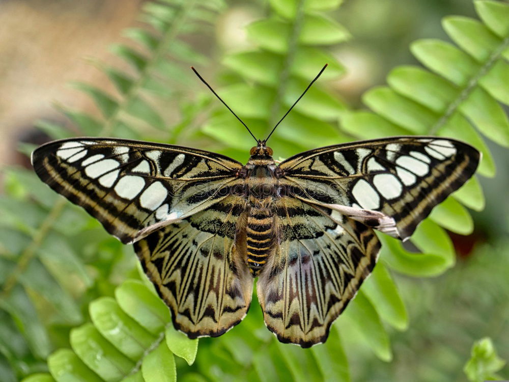 Similar – Image, Stock Photo resting in a leaf Garden