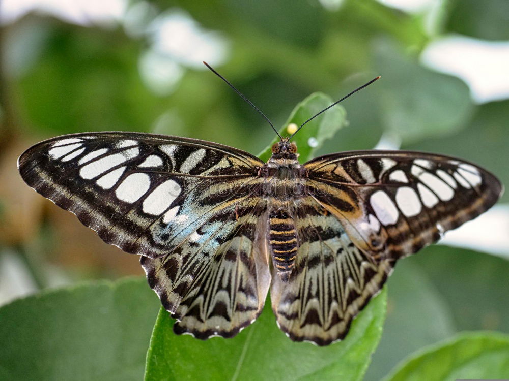 Similar – weiße punkte Schmetterling