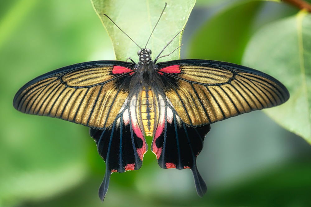 Similar – Image, Stock Photo butterfly in the morning…