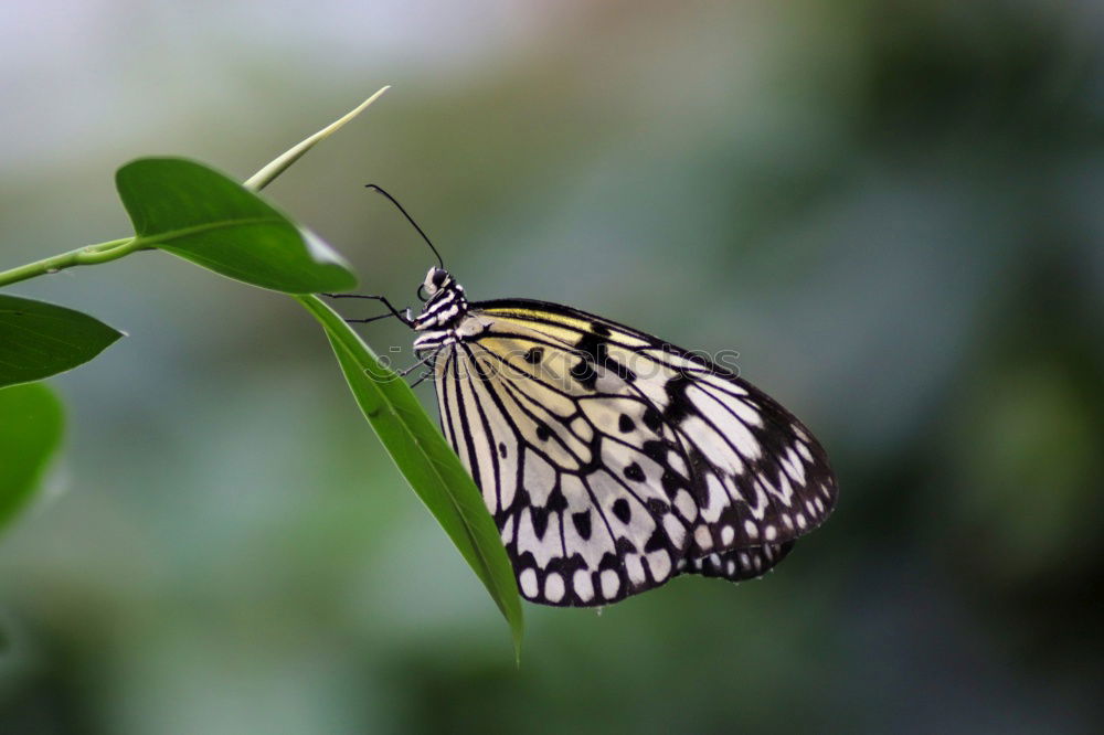 Similar – baumnymphe Schmetterling