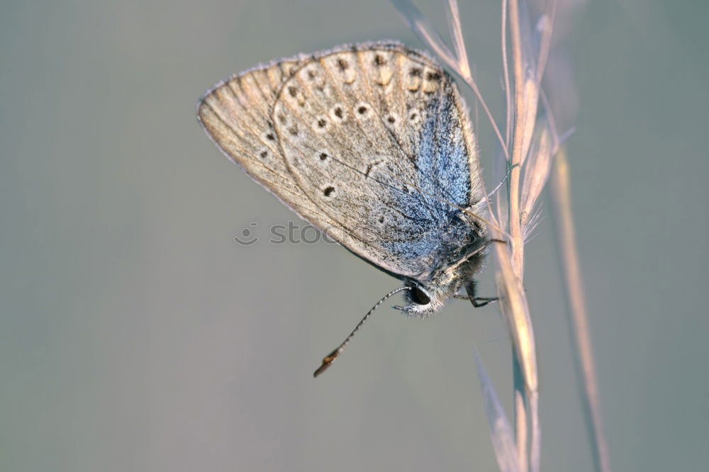 Similar – Image, Stock Photo foggy grey Nature Summer