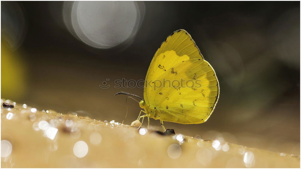 Similar – Image, Stock Photo autumn butterfly Nature