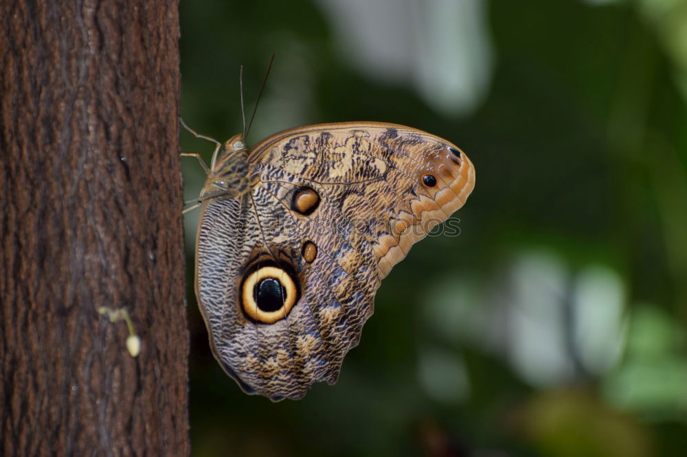 Similar – weiße punkte Schmetterling