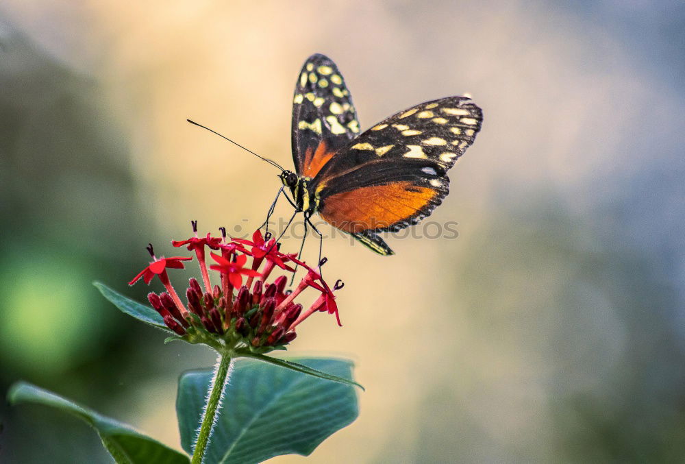 Image, Stock Photo butterfly photo Leaf