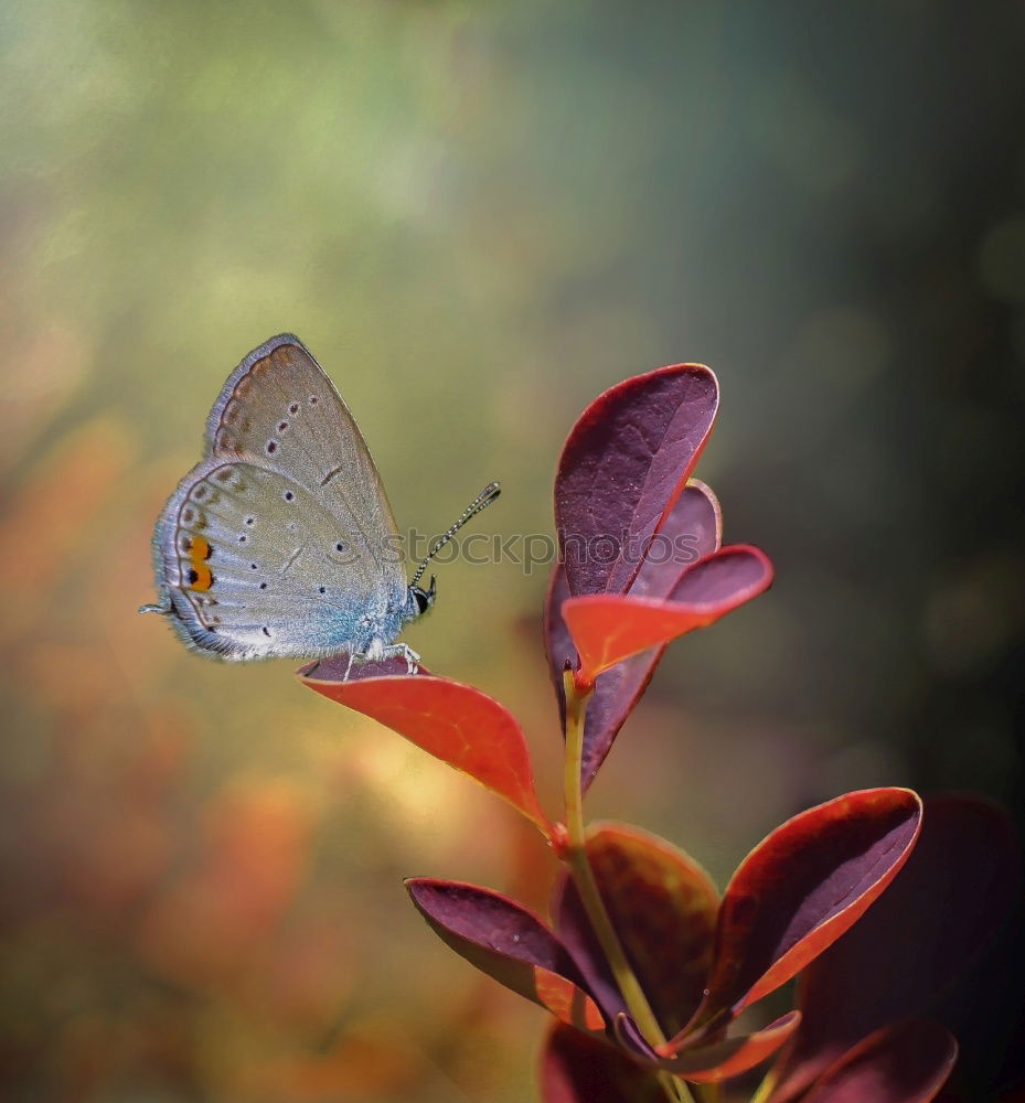 Image, Stock Photo resting place Harmonious