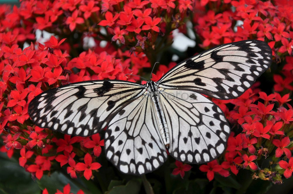 Similar – Image, Stock Photo Macro Butterfly