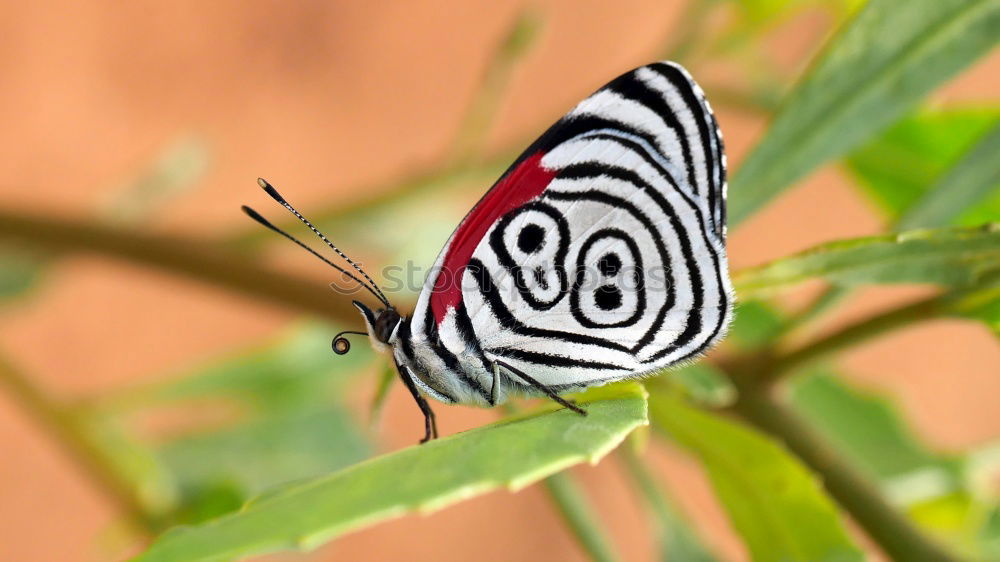 Similar – Schwalbenschwanzschmetterling