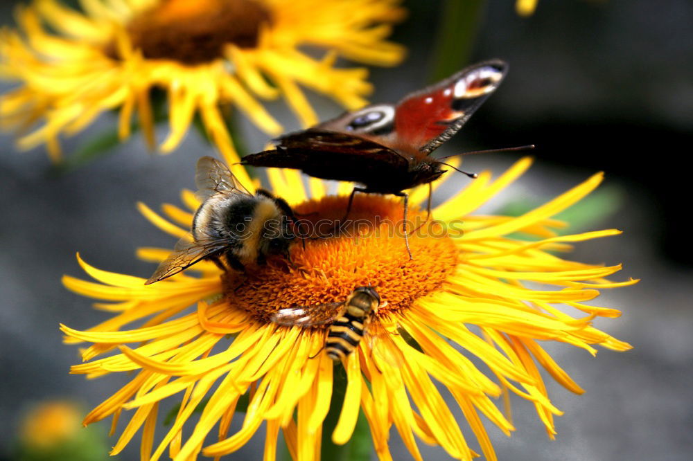 Similar – bee Bee Nectar Flower