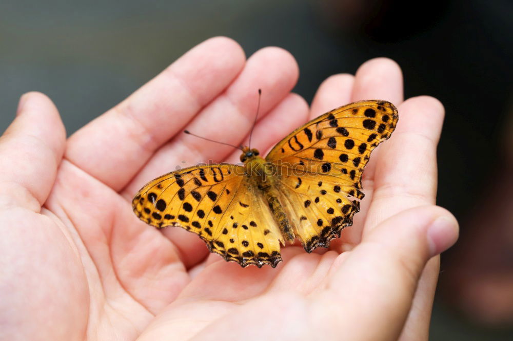 Image, Stock Photo Butterfly sits on the index finger of a hand