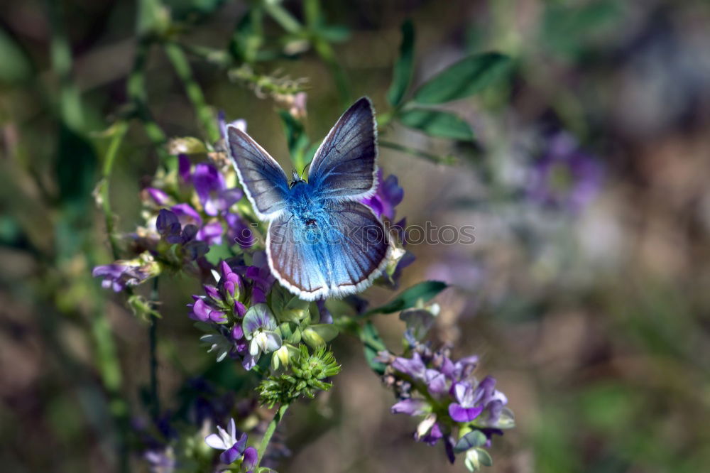 Similar – Image, Stock Photo Meadow cranesbill II