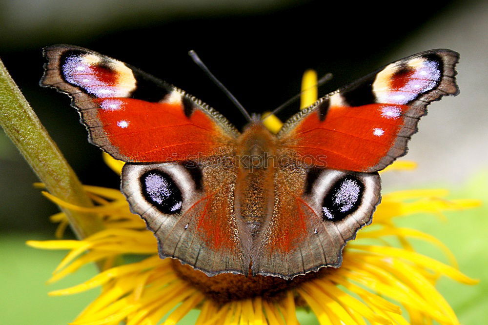 Similar – Landebahn Schmetterling