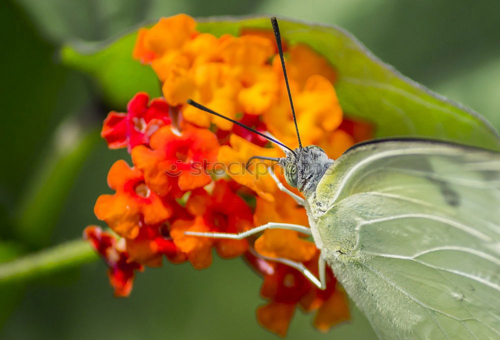 Similar – Wandelroeschen, Lantana, camara, Wandelrosen,