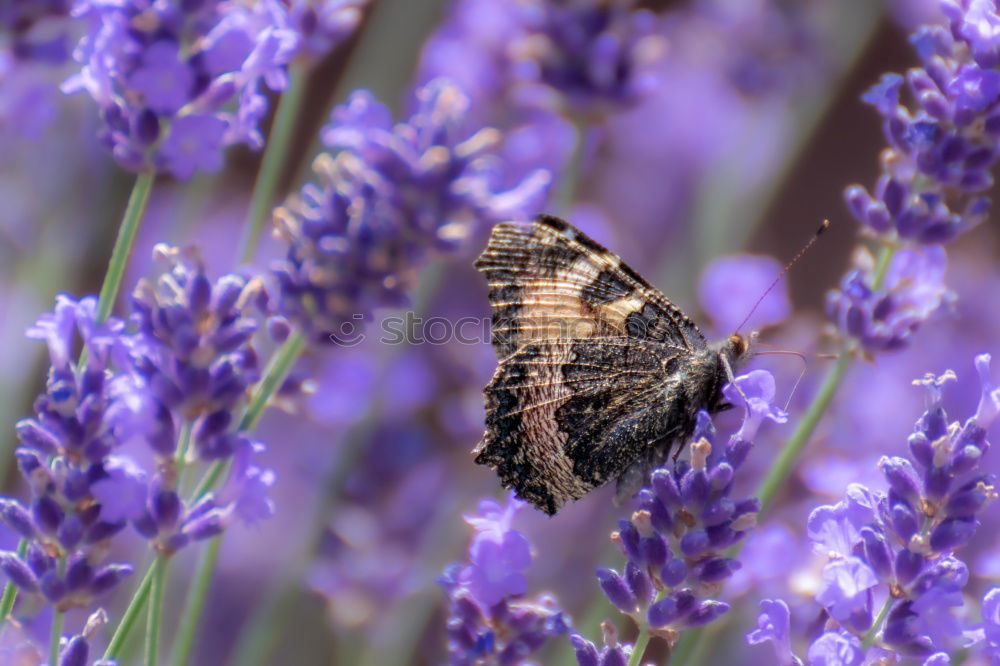 Similar – Image, Stock Photo flowering lavender is irresistible to bees