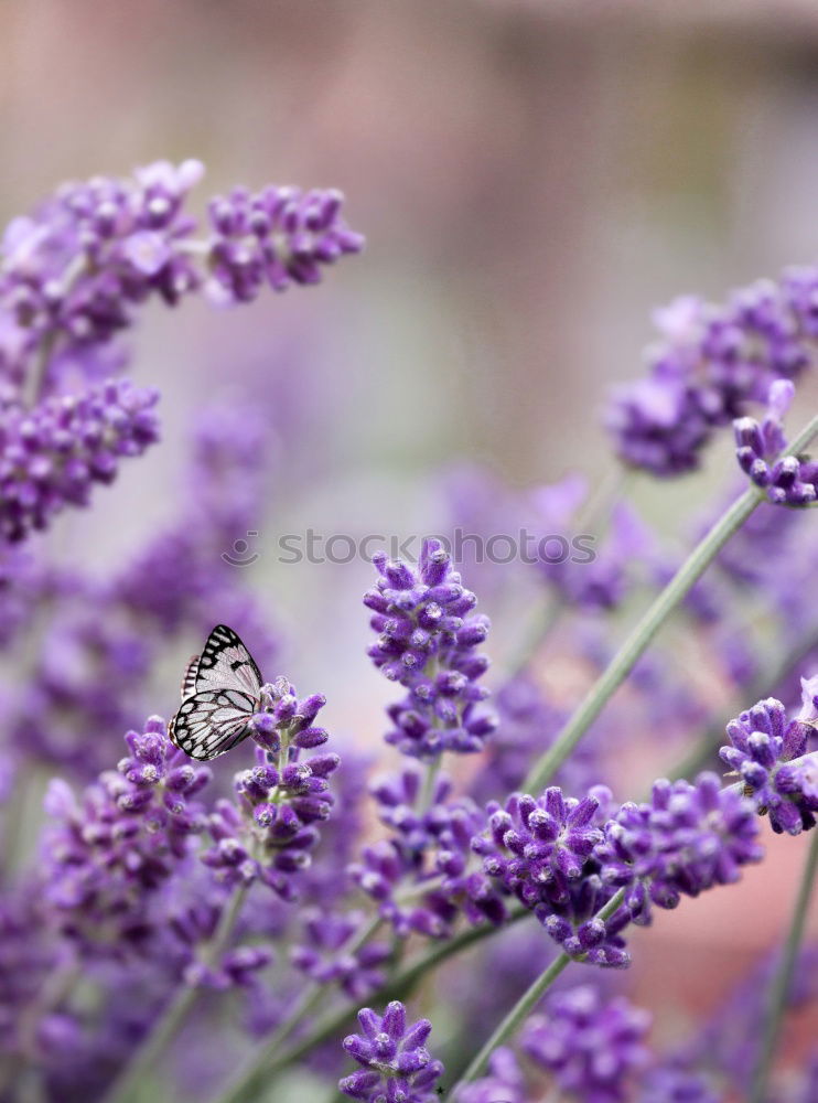 Similar – Image, Stock Photo busy bee Summer Nature