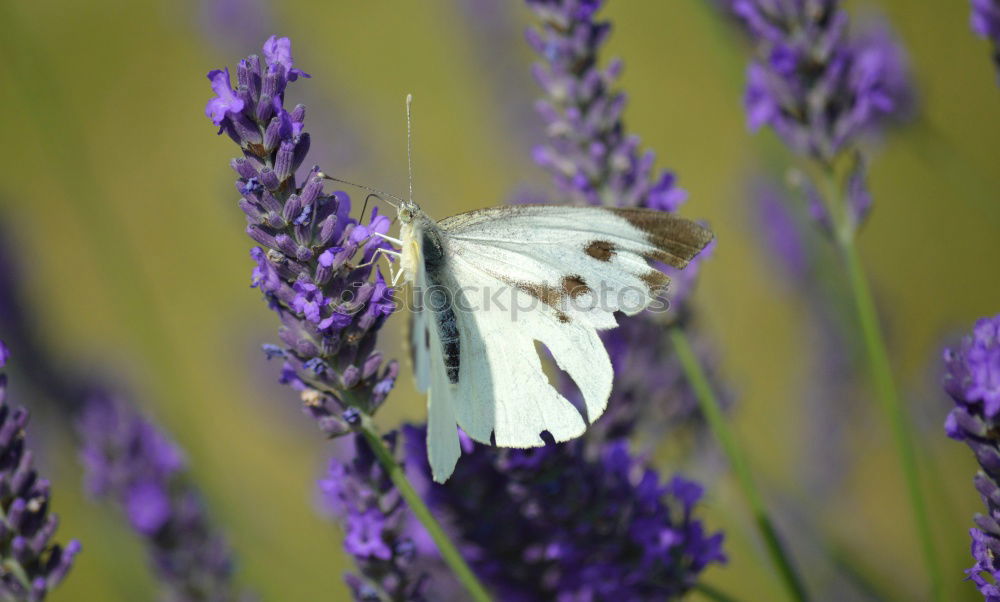 Similar – summer life Bumble bee