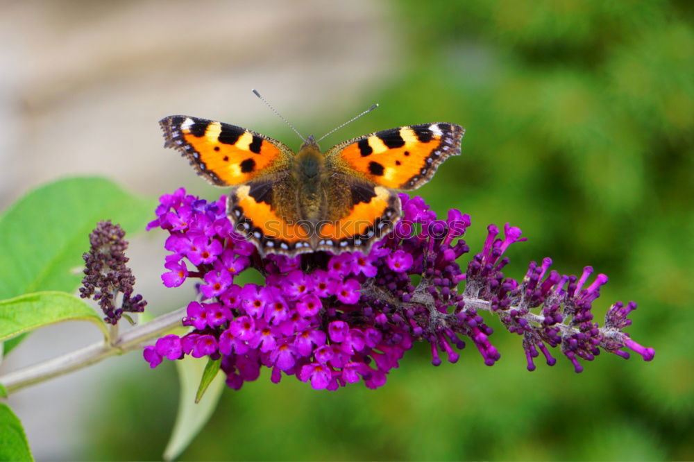 Similar – Image, Stock Photo A butterfly on lavender flowers