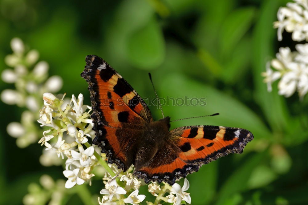 Similar – Image, Stock Photo It’s summer Nature Plant