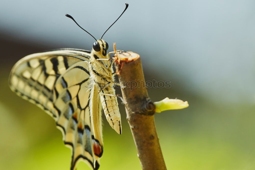 Similar – Image, Stock Photo worm’s-eye view Nature