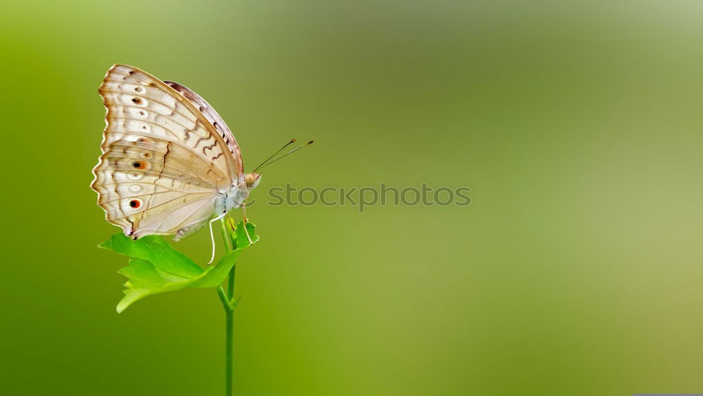 Similar – Papillon Du Chassezac