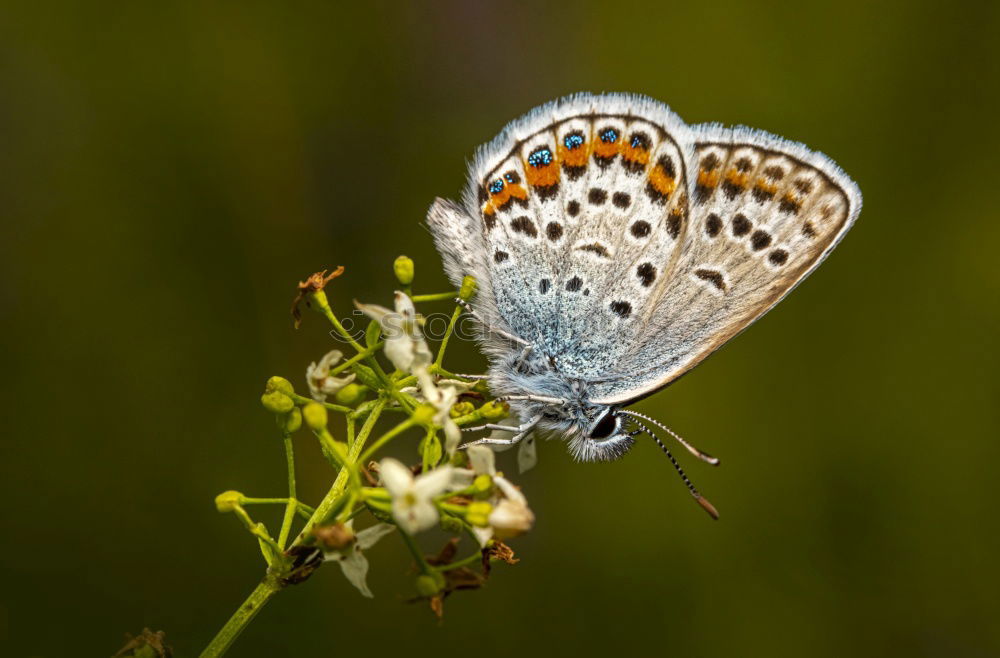 Similar – Image, Stock Photo butterfly Butterfly 1