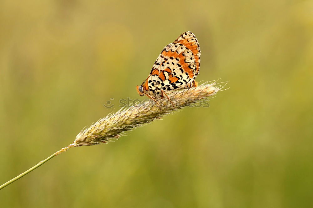 Similar – Butterfly on a leaf