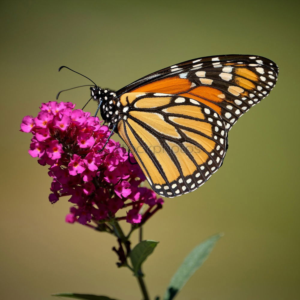 Similar – Monarch Danaus Plexippus