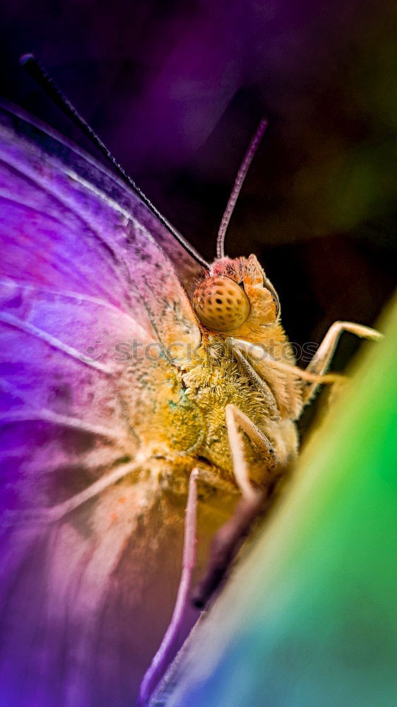 Image, Stock Photo Large Bee-Fly (Bombylius Major) Gathers Flower Pollen