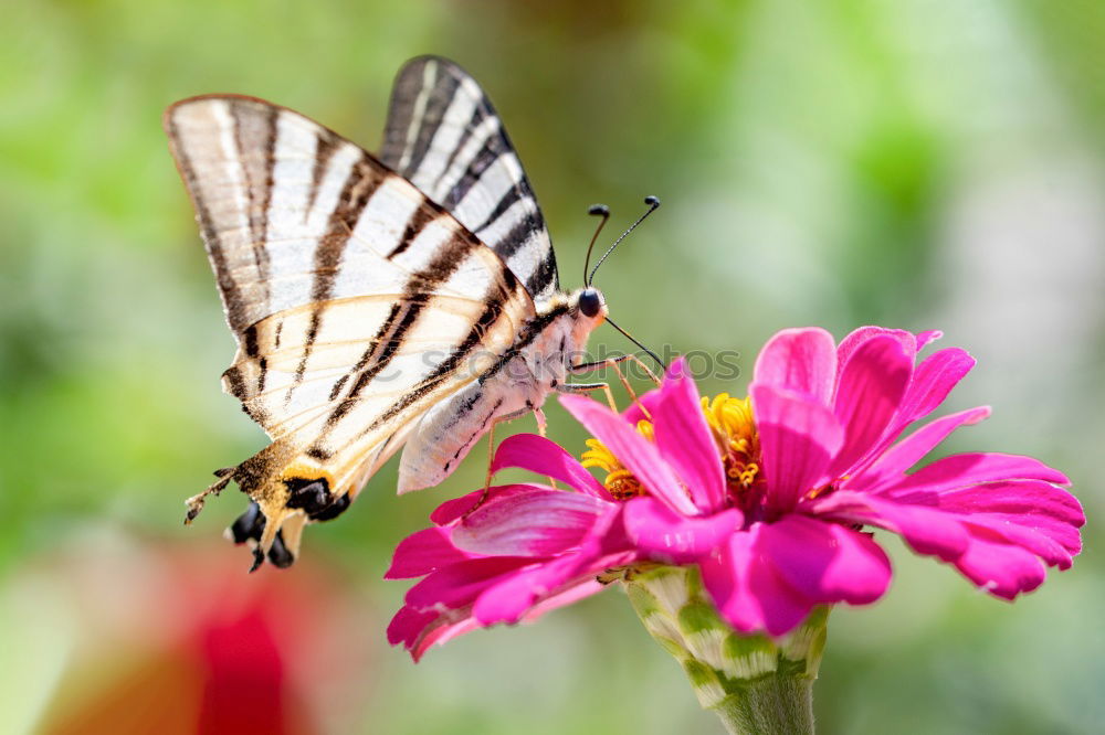 Similar – Image, Stock Photo butterfly in the morning…