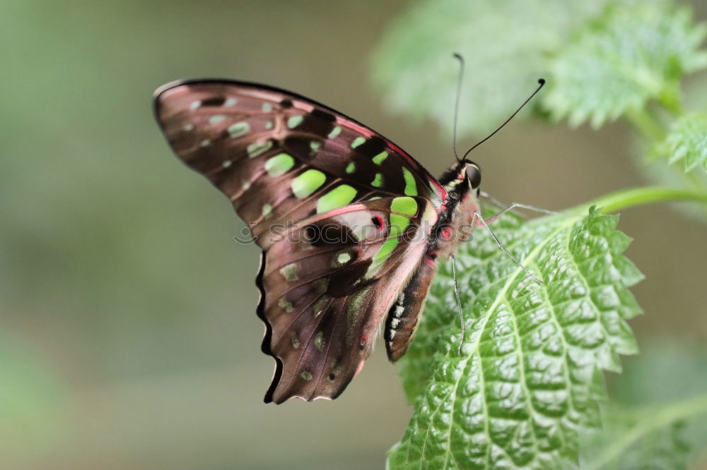 Similar – Image, Stock Photo butterfly Nature Plant