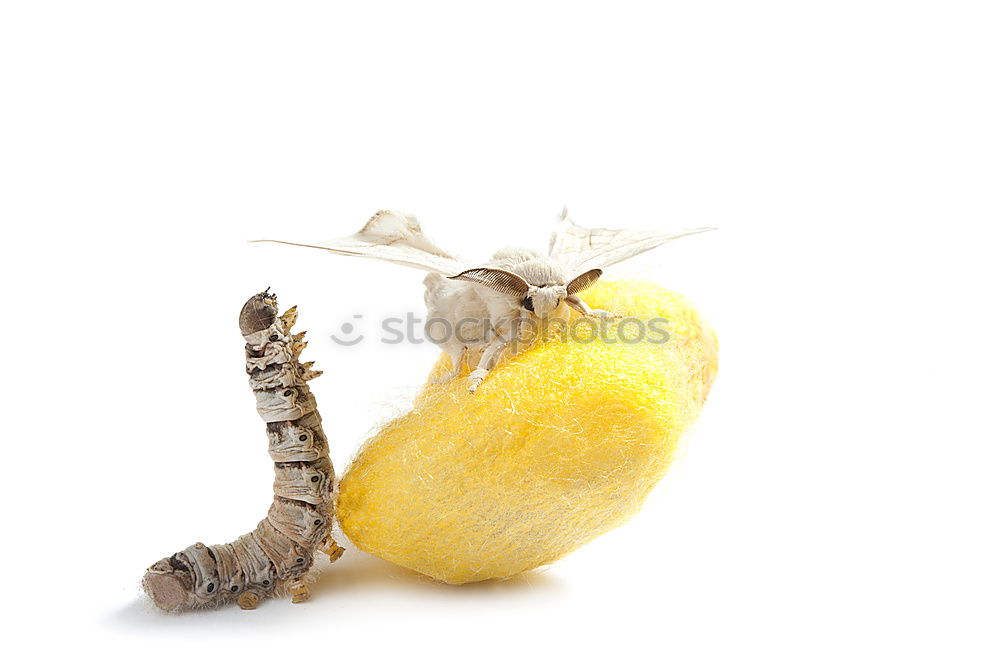 Similar – lemon on fabric Food Lemon