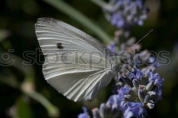 Similar – Image, Stock Photo rest Butterfly Plant Break