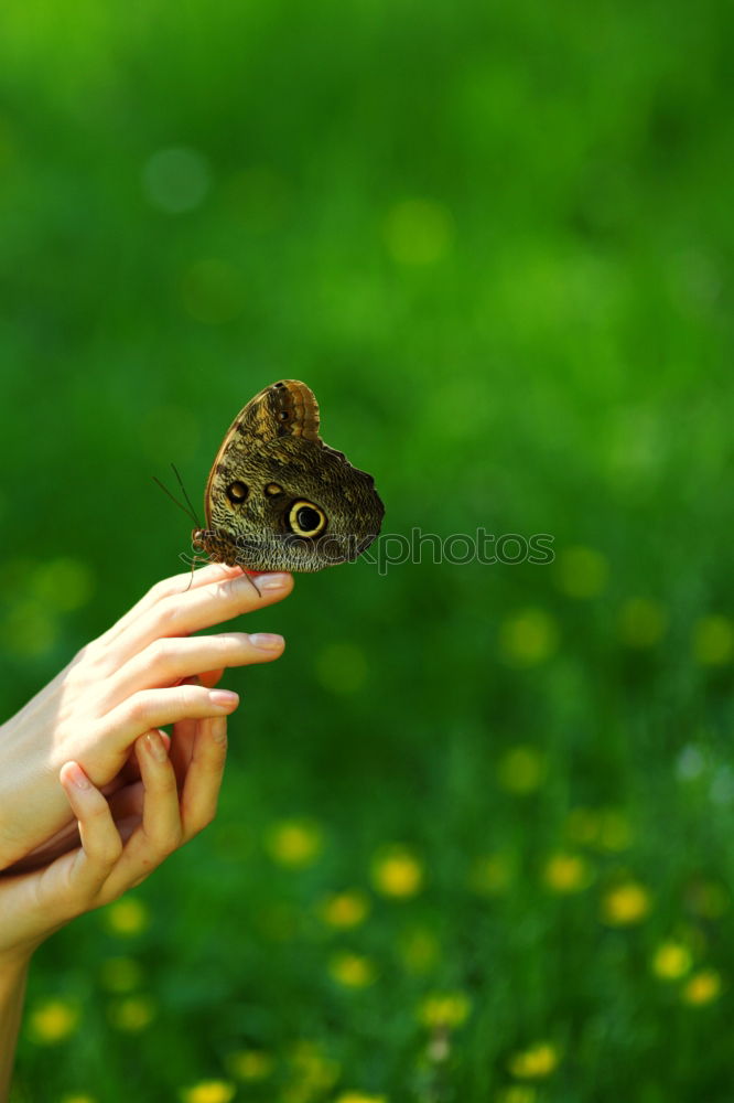 Image, Stock Photo draw Human being Feminine