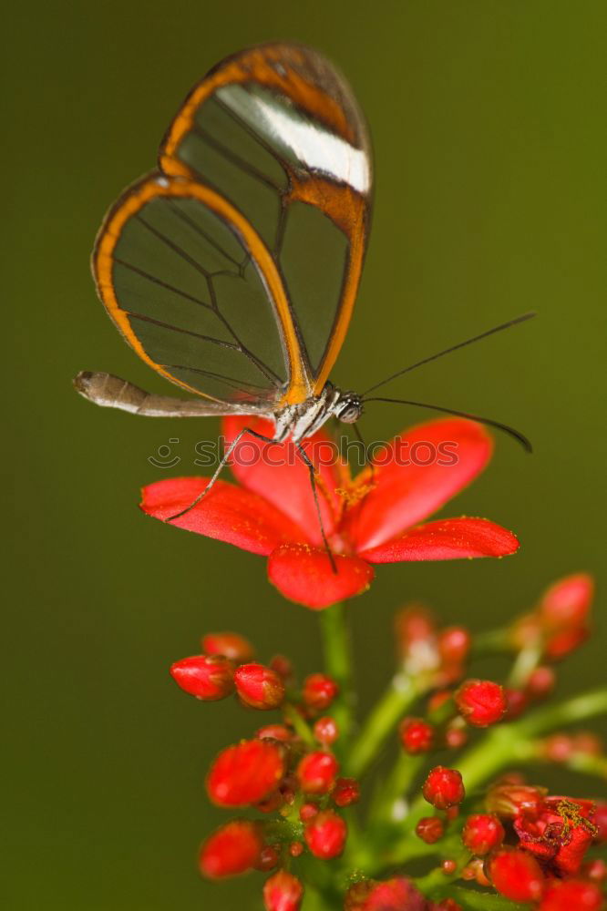 Similar – Butterfly in a colourful summer garden