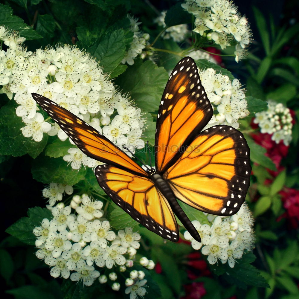 Similar – Monarch Danaus Plexippus